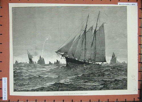 Old antique print 1881 english - old,